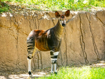 animaux O
